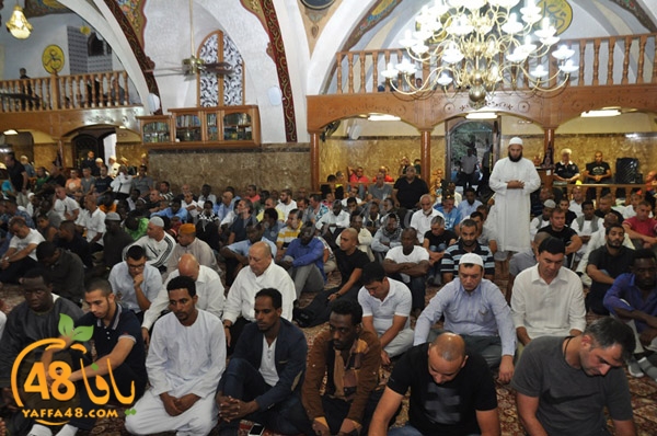 3ed ad7a ma7modiya (6).JPG